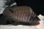 Altolamprologus calvus - White 7_resize