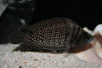 Altolamprologus calvus - White 8_resize