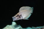 Altolamprologus calvus - White_resize