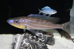Benthochromis tricoti 1_resize