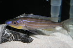 Benthochromis tricoti 2_resize