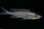 Benthochromis tricoti 3_resize