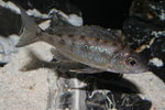 Cyathopharynx foai - Moliro 3_resize