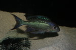 Cyathopharynx foai - Moliro 43_resize