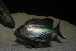 Cyathopharynx foai - Moliro 46_resize