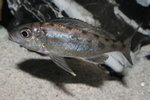 Cyathopharynx foai - Moliro 4_resize