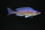 Cyprichromis  - Bulu Pt 3_resize
