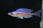 Cyprichromis  - Bulu Pt 4_resize