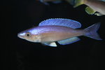 Cyprichromis  - Bulu Pt 5_resize