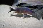 Cyprichromis  - Bulu Pt 6_resize