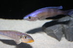Cyprichromis  - Bulu Pt 7_resize