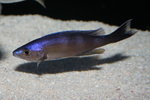 Cyprichromis  - Bulu Pt 8_resize