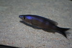 Cyprichromis  - Bulu Pt 9_resize