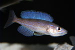 Cyprichromis microlepidotus  - Bemba 1_resize