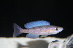 Cyprichromis microlepidotus  - Bemba 2_resize