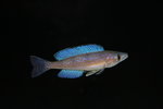 Cyprichromis microlepidotus  - Bemba 3_resize