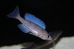 Cyprichromis microlepidotus  - Bemba 4_resize