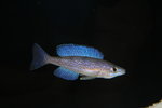 Cyprichromis microlepidotus  - Bemba 5_resize