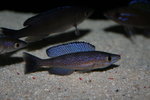 Cyprichromis microlepidotus  - Bemba 6_resize