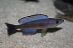 Cyprichromis microlepidotus  - Bemba 7_resize