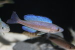 Cyprichromis microlepidotus  - Bemba 8_resize