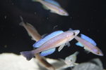 Cyprichromis microlepidotus  - Bemba 9_resize