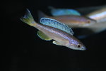Cyprichromis sp - Jumbo Kitumba_resize