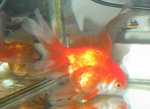 goldfish 001