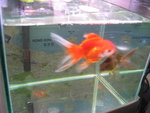 goldfish 005