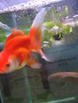 goldfish 007