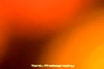 IMG_8334copy