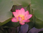 PICT0145