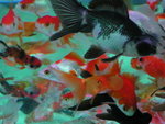 PICT0016