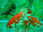 PICT0017