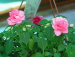 PICT0038