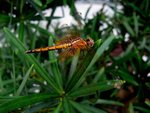 IMG_0111