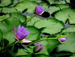 IMG_0131