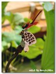 小紅蜻蜓-Nannophya pygmaea Rambur
