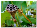 薄翅蜻蜓-Pantala flavescens