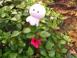 CIMG0452