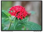 IMG_6961