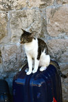 This cat was guarding the luggage