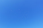 Lots of birds in the sky of September... I guess they are seagulls...
