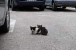 ... and also passed by some sleepy kittens in the middle of the car park