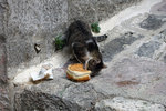 A stray cat feeding on a bun...