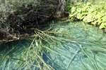 A lot of the fallen trees became calcified under the lake