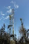 The trees are very tall in the area