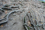 Roots of gigantic and ancient trees