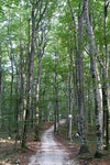 This is the path we took on the way back to the Mukinje village, a nice stroll through a mini-woodland