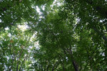 The trees are tall and densely packed, so we'd better hurry back to the village or it could be a bit scary after dark